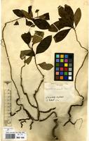 Filed as Carapichea ipecacuanha (Brot.) L.Andersson [family RUBIACEAE]
