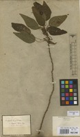 Filed as Acalypha brasiliensis Mull.Arg. [family EUPHORBIACEAE]