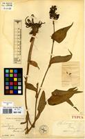Type of Aneilema katangense De Wild. [family COMMELINACEAE]