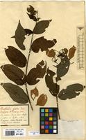 Filed as Mussaenda glabra Vahl [family RUBIACEAE]
