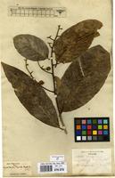 Type of Lagerstroemia reginae Roxb. [family LYTHRACEAE]