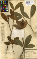 Filed as Skimmia japonica Thunb. [family RUTACEAE]