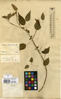 Type of Acalypha gracilis Spreng. [family EUPHORBIACEAE]