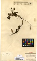Syntype of Serjania orbicularis Radlk. [family SAPINDACEAE]
