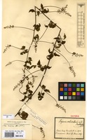 Syntype of Serjania orbicularis Radlk. [family SAPINDACEAE]