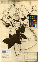 Syntype of Serjania corrugata Radlk. [family SAPINDACEAE]