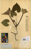 Filed as Ipomoea alba L. [family CONVOLVULACEAE]
