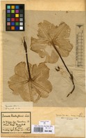 Filed as Ipomoea alba L. [family CONVOLVULACEAE]