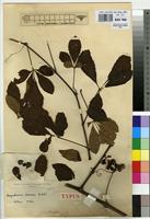 Type of Ampelocissus venenosa De Wild. [family VITACEAE]