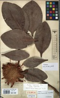 Type of Protea bequaertii De Wild. [family PROTEACEAE]