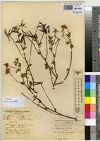 Isotype of Lotus discolor E.Mey. subsp. mollis J.B.Gillett [family FABACEAE]