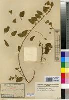 Isotype of Hermannia angolensis K.Schum. [family STERCULIACEAE]