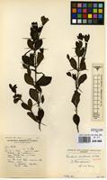 Isotype of Barleria molensis Wild [family ACANTHACEAE]