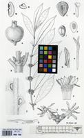 Filed as Tricalysia pallens Hiern [family RUBIACEAE]