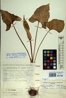 Isotype of Arum maculatum L. subsp. danicum Prime [family ARACEAE]