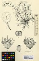 Filed as Lythrum portula (L.) D.A. Webb. [family LYTHRACEAE]