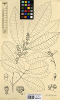 Filed as Xymalos monospora (Harv.) Baill. ex Warb. [family MONIMIACEAE]