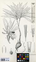 Filed as Adenia goetzei Harms [family PASSIFLORACEAE]
