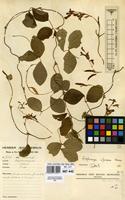 Filed as Ampelocissus africana (Lour.) Merr. var. africana [family VITACEAE]