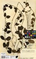 Filed as Veronica abyssinica Fresen. [family SCROPHULARIACEAE]