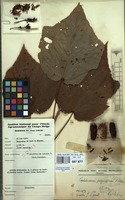 Filed as Clappertonia polyandra (K.Schum. ex Sprague) Bech. [family MALVACEAE]