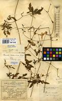 Filed as Clematis welwitschii Hiern ex Kuntze [family RANUNCULACEAE]