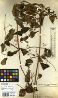 Filed as Clematis simensis Fresen. [family RANUNCULACEAE]
