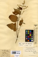 Syntype of Gomphrena latifolia M.Martens & Galeotti [family AMARANTHACEAE]