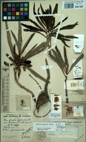 Filed as Adenia goetzei Harms [family PASSIFLORACEAE]