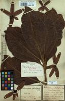 Isotype of Melanorrhoea usitata Wall. [family ANACARDIACEAE]