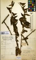 Filed as Choristylis rhamnoides Harv. [family ESCALLONIACEAE]