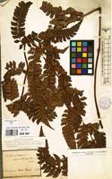 Lectotype of Polypodium scariosum Roxb. [family POLYPODIACEAE]