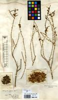 Isotype of Haloxylon elegans Bunge [family AMARANTHACEAE]