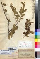 Isosyntype of Boscia reticulata Hochst. ex A.Rich. [family CAPPARACEAE]