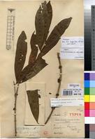 Holotype of Tricalysia pallens Hiern [family RUBIACEAE]