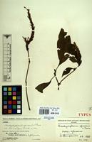 Filed as Brachystephanus africanus S.Moore var. africanus [family ACANTHACEAE]