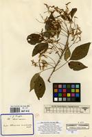 Type of Thouinia acuminata S.Watson [family SAPINDACEAE]