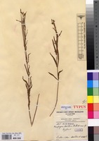 Type of Ceropegia achtenii De Wild. [family APOCYNACEAE]