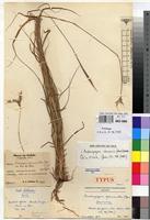 Isotype of Andropogon spanianthus Pilg. [family POACEAE]