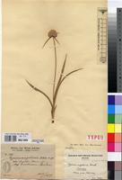 Isotype of Cyperus angolensis Boeck. [family CYPERACEAE]