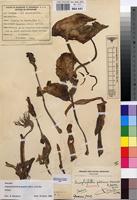Holotype of Amorphophallus petitianus Malaisse & Bamps [family ARACEAE]
