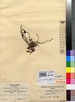 Isotype of Sphyrarhynchus schliebenii Mansf. [family ORCHIDACEAE]