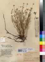 Type of Achyropsis graminea Suess. & Overkott [family AMARANTHACEAE]