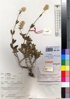 Holotype of Nelsia angolensis Bamps [family AMARANTHACEAE]