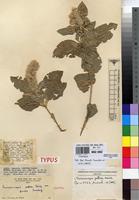 Isotype of Sericocomopsis pallida (S.Moore) Schinz var. grandis Suess. [family AMARANTHACEAE]