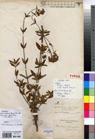 Isotype of Agathisanthemum bojeri Klotzsch subsp. australe Bremek. [family RUBIACEAE]