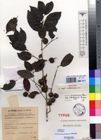 Isotype of Canthium oligocarpum Hiern subsp. intermedium Bridson [family RUBIACEAE]
