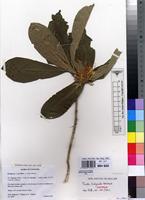 Isotype of Pavetta bidgoodii Bridson [family RUBIACEAE]
