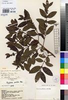 Isotype of Polysphaeria lanceolata Hiern subsp. ellipticifolia Verdc. [family RUBIACEAE]