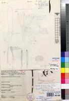 Holotype of Pavetta owariensis P.Beauv. var. satabiei S.D.Manning [family RUBIACEAE]